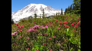 4K Reflections of Paradise Mount Rainier National Park July 2024 Ambient Music [upl. by Ricketts]