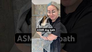 Very demure dog bath 🛁 dogbath asmr asmrdogbath cutedog [upl. by Yvad]