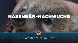 Niedlicher WeißrüsselNasenbärNachwuchs im Tierpark Nordhorn [upl. by Harrison]