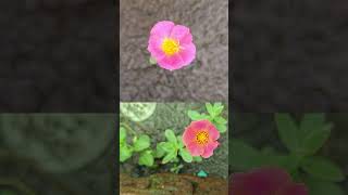 🌸 Blooming at 10 OClock The Magic of Portulaca Flowers 🌞  sorts nature [upl. by Stoeber]