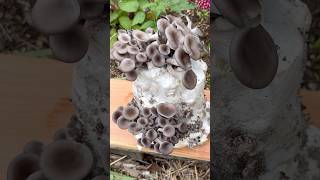 Growing Oyster Mushrooms With Toilet Paper [upl. by Shutz310]