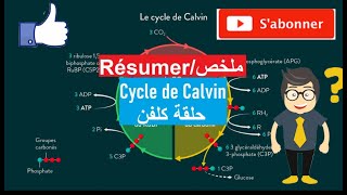 Cycle de Calvin حلقة كلفن [upl. by Robyn]