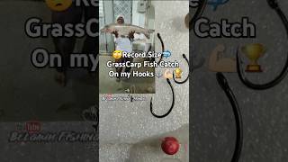 Record Size Big Grass Carp Fish Catch Best powerful Fishing Hooks fishing Popup Fishing Hooks [upl. by Denison]