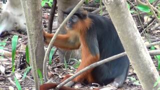 Western Red Colobus monkey  Procolobus Badius [upl. by Nerrot]