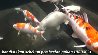 Kolam koi minimalis 2x1 meter [upl. by Gaither]