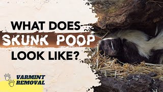 What Does Skunk Poop Look Like Identifying Skunk Feces [upl. by Broida239]