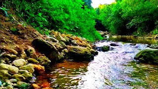 Peaceful Forest River Calming Mountain Stream perfect for meditation and relaxing  River water [upl. by Ursola209]