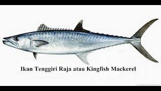 LUAR BIASA 8 Manfaat Ikan Tenggiri Bagi Kesehatan dan Kehamilan [upl. by Andrej]