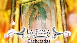 20 cachetadas en la rosa de guadalupe [upl. by Avin]