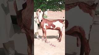 Nagrabeauty😎goat pets shortvideo animals foryou beautiful viralshorts youtube like [upl. by Hazen]