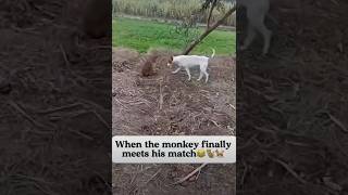 monkeydog shortsvideo comedyvideos like [upl. by Eixirt711]