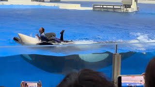 【神戸須磨シーワールド】オルカパフォーマンス オルカスタディアム ノーカット 2024623 1900（4K HDR 60fps）KOBE SUMA SEA WORLD ORCA STADIUM [upl. by Earahs]