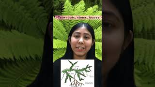 Pteridophytes  Definition Characteristics Habitats amp Life Cycle  Ferns  Class11 Adhyayanta [upl. by Swann]