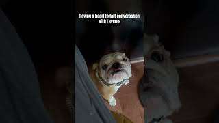 Bulldog won’t stop farting howabsolutedare iloveenglishbulldogs farts [upl. by Mandler]