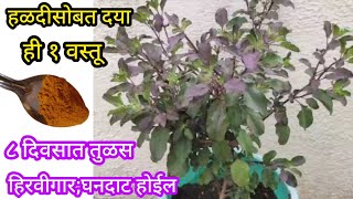 या वस्तूच्या वापराने तुळस हिरवीगार घनदाट होईलOrganic fertilizerspgardeningmarathi [upl. by Farlee585]