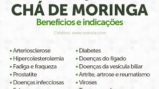 plantas medicinais moringa você conhece vamos te dar todas informações correta sobre moringa [upl. by Strade]