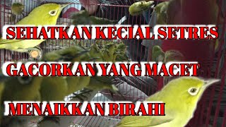 Ciak ciak gebokan bikin kecial lain sehat dan gacor [upl. by Ardnuassac]