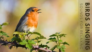 Birds Singing  4 Hour Bird Sounds Relaxation Soothing Nature Sounds Birds Chirping [upl. by Aihsyn]