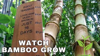 The Amazing Growth of Bamboo How Fast Does Bamboo Grow [upl. by Richmal462]