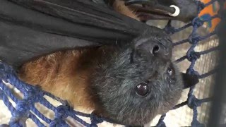 Old bat lies in his sling and sniffs Walter being Walter [upl. by Ddat]