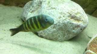 Tropheus brichardi Kipili wild group  PISCES [upl. by Voltz]