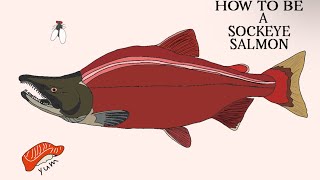 Your life as a sockeye salmon [upl. by Yengac374]