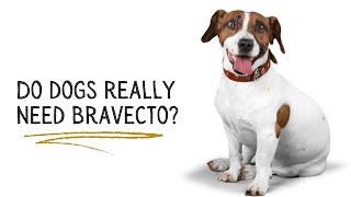 Do dogs really need Bravecto [upl. by Sum]