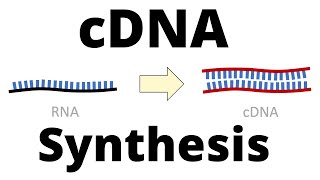 cDNA Synthesis Protocol by Reverse Transcription [upl. by Kong]