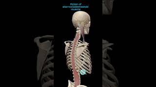 sternocleidomastoid muscle action  3danimation anatomy muscles [upl. by Eiznikcm]