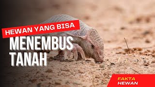 Fakta Unik Armadillo merah muda hewan yang bisa berenang di bawah tanah [upl. by Enimisaj]