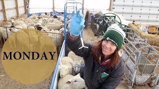 Five Days of Sheep Farming MONDAY Vlog 117 [upl. by Marriott]