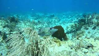 Scrawled Filefish [upl. by Neilson830]