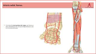 75 Arterias y venas del compartimento anterior del antebrazo Clase de Anatomía Humana de Gray [upl. by Daniel]