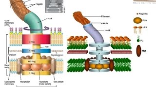 Bacterial flagellum structure [upl. by Anneh]