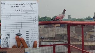 2nd or 3rd Kabootar Bath Gya  Hashim Mahmood Pigeons [upl. by Lisabet]