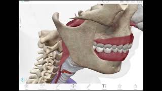 Esophagus Lec1  First Part  generalsurgery [upl. by Tullus585]