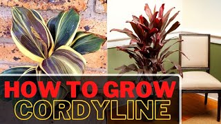 How to Grow Cordyline Plant Indoors  Ti Plant Care [upl. by Eddy838]