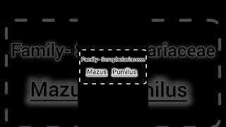 Family Scrophulariacae  Mazus pumilus  General character  classification with floral diagram [upl. by Ray]