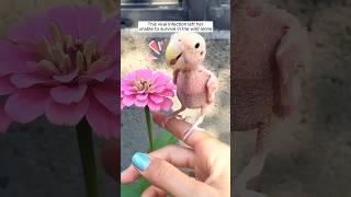 A compassionate woman rescued and nurtured a featherless lovebird shorts [upl. by Hutchinson610]