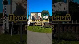 Зоопарк в провинциальном городе Anna Paulowna Hoenderdaell Zoo нидерланды зоопарк travel план [upl. by Ashatan]