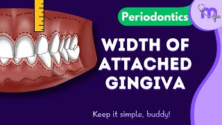 Width of Attached Gingiva  Calculation  Clinical Significance  Periodontology  Animated [upl. by Brown]