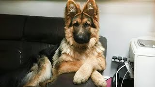 Why German Shepherds Are the FUNNIEST DOGS in the World [upl. by Tasia]