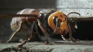 Ferocious Hornet Moments  Top 5  BBC Earth [upl. by Weibel75]