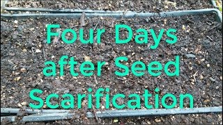 Seed Scarification Update and Soil Solarization [upl. by Lorrac854]