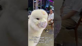 Fluffier than your favorite pillow sassier than your BFF animals cuteanimals shortvideo [upl. by Ettennig433]