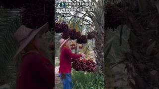 Red food funny video entertainment video short video reels video kids video chaina video [upl. by Ainesell]