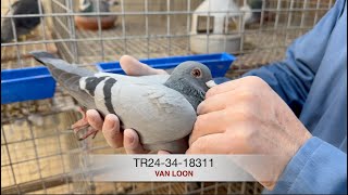 TR243418311  VAN LOON [upl. by Nilo]