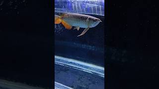 🦐🦐Arowana feeding 🦐🦐 [upl. by Linkoski]