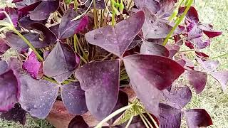 Oxalis triangularis commonly called false shamrock [upl. by Ridan26]