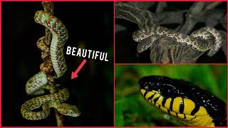 Herping Krabi  Beautiful pit vipers and Mangrove snakes [upl. by Nuzzi169]